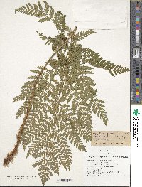 Dryopteris expansa image