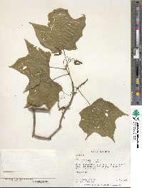 Acer saccharum image