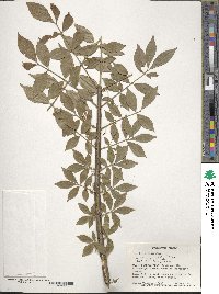 Euonymus alatus image