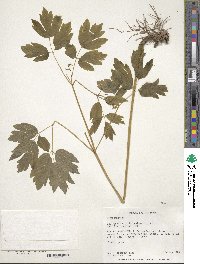 Caulophyllum thalictroides image