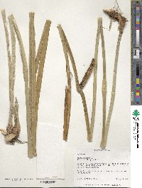 Acorus calamus var. americanus image