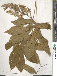 Aesculus flava image