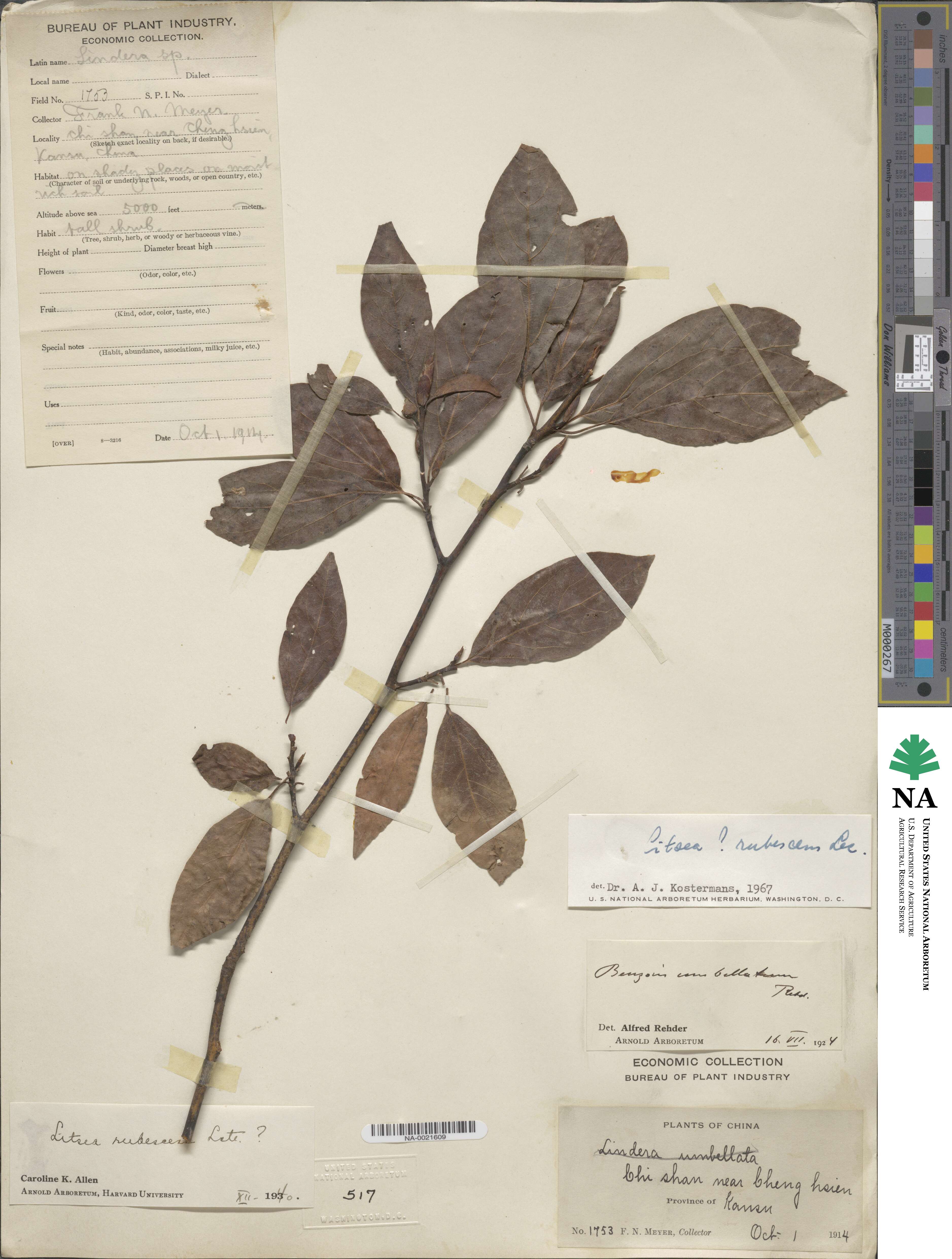 Litsea rubescens image
