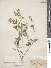 Galinsoga parviflora image