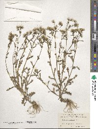 Senecio vulgaris image