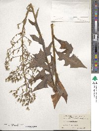 Lactuca canadensis image