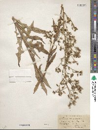 Lactuca canadensis image