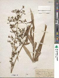 Lactuca canadensis image