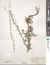 Lactuca saligna image