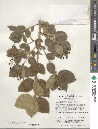 Chionanthus retusus image