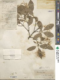 Chionanthus retusus image