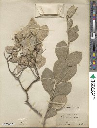 Chionanthus retusus image