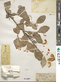 Chionanthus retusus image