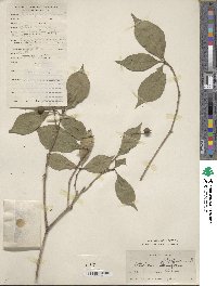 Pittosporum glabratum image