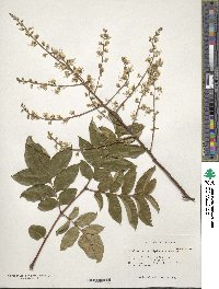 Koelreuteria bipinnata image