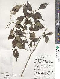 Celtis bungeana image