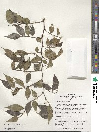 Celtis bungeana image