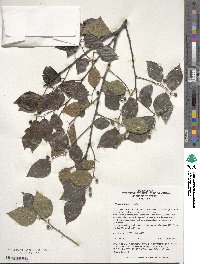 Celtis sinensis image