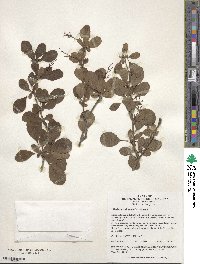 Image of Berberis anweiensis