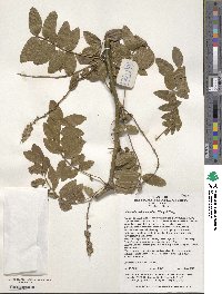 Image of Gleditsia melanacantha