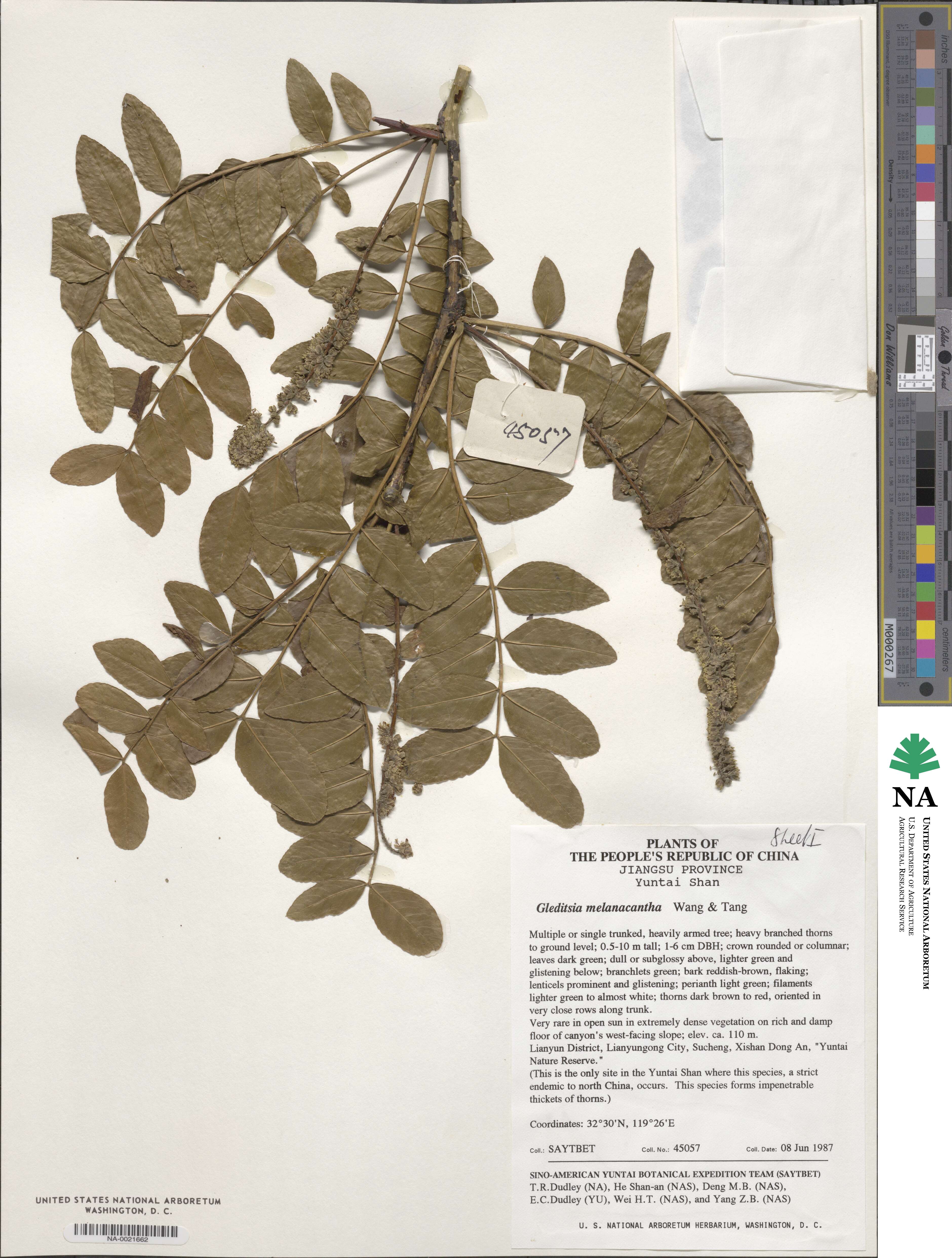 Gleditsia melanacantha image