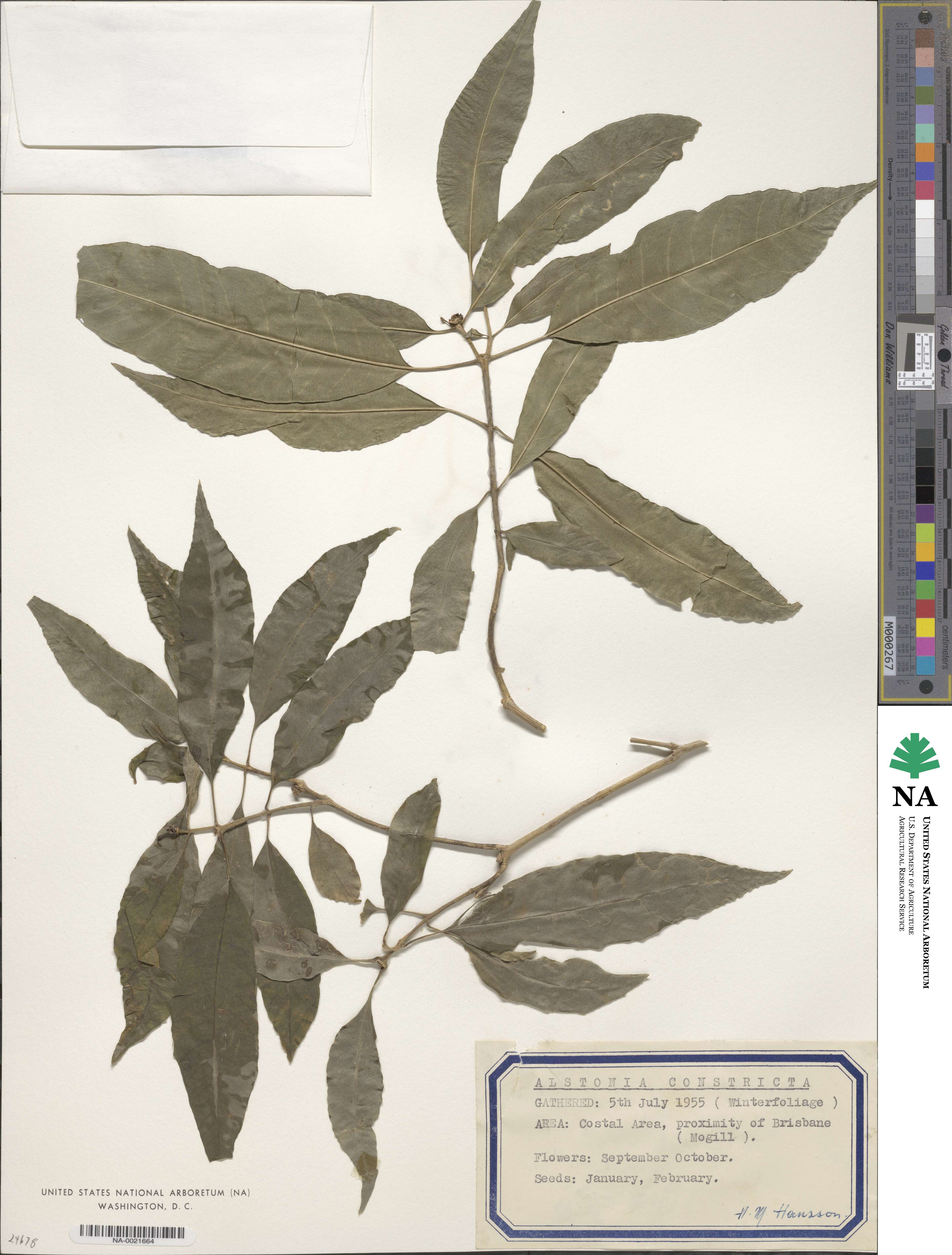 Rauvolfioideae image