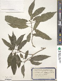 Alstonia mollis image