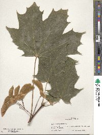 Acer platanoides image