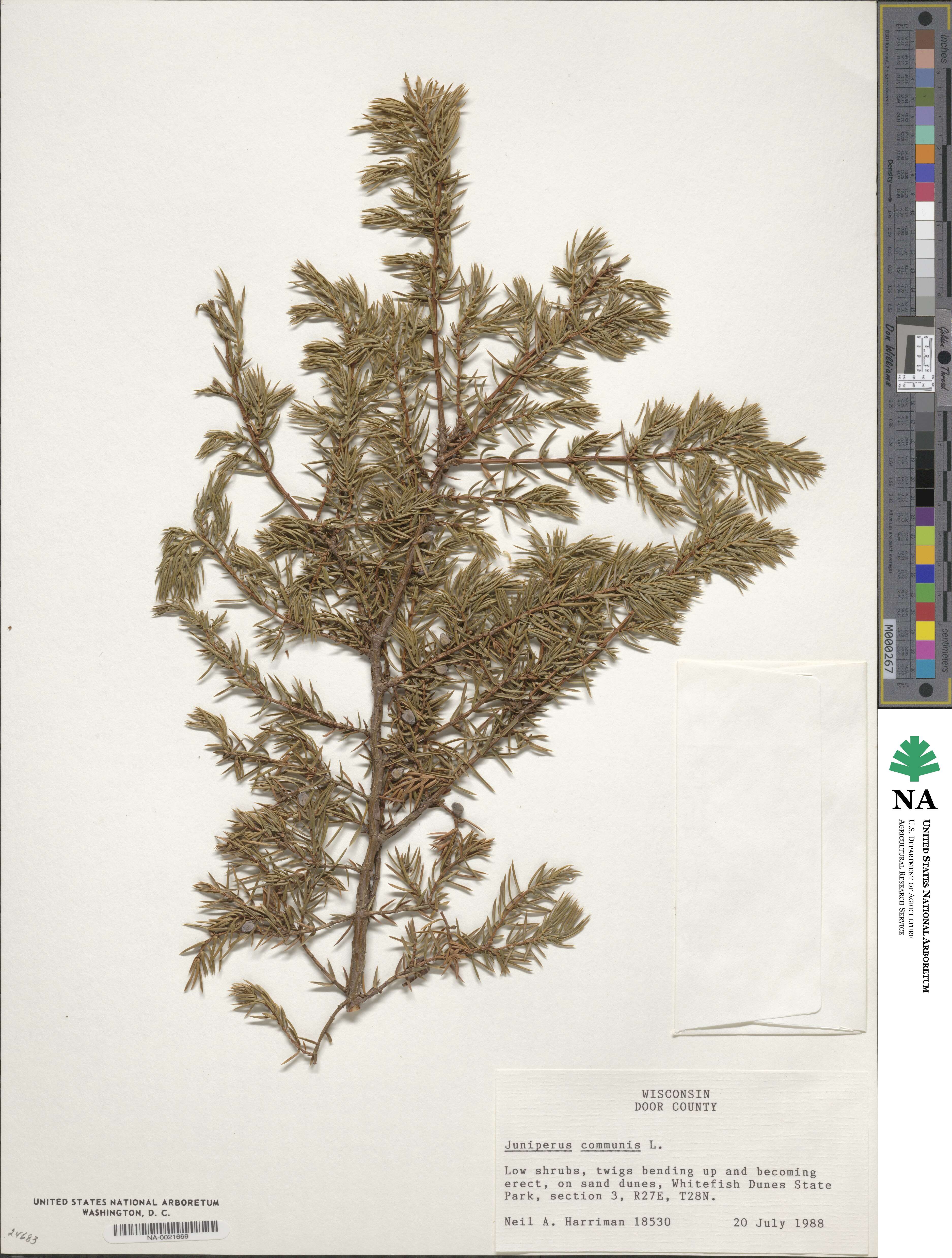 Juniperus image