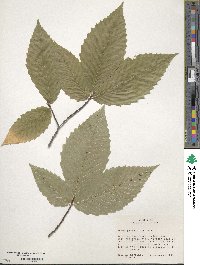 Fagus grandifolia image