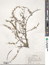 Spiraea prunifolia image