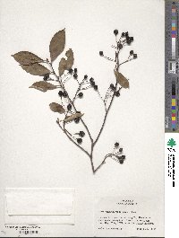 Aronia melanocarpa image