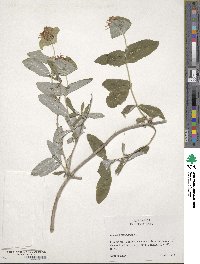 Lonicera sempervirens image