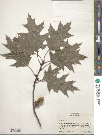 Quercus rubra image