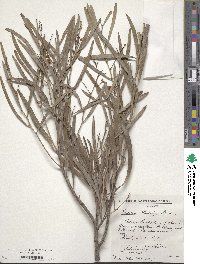 Image of Acacia blakelyi