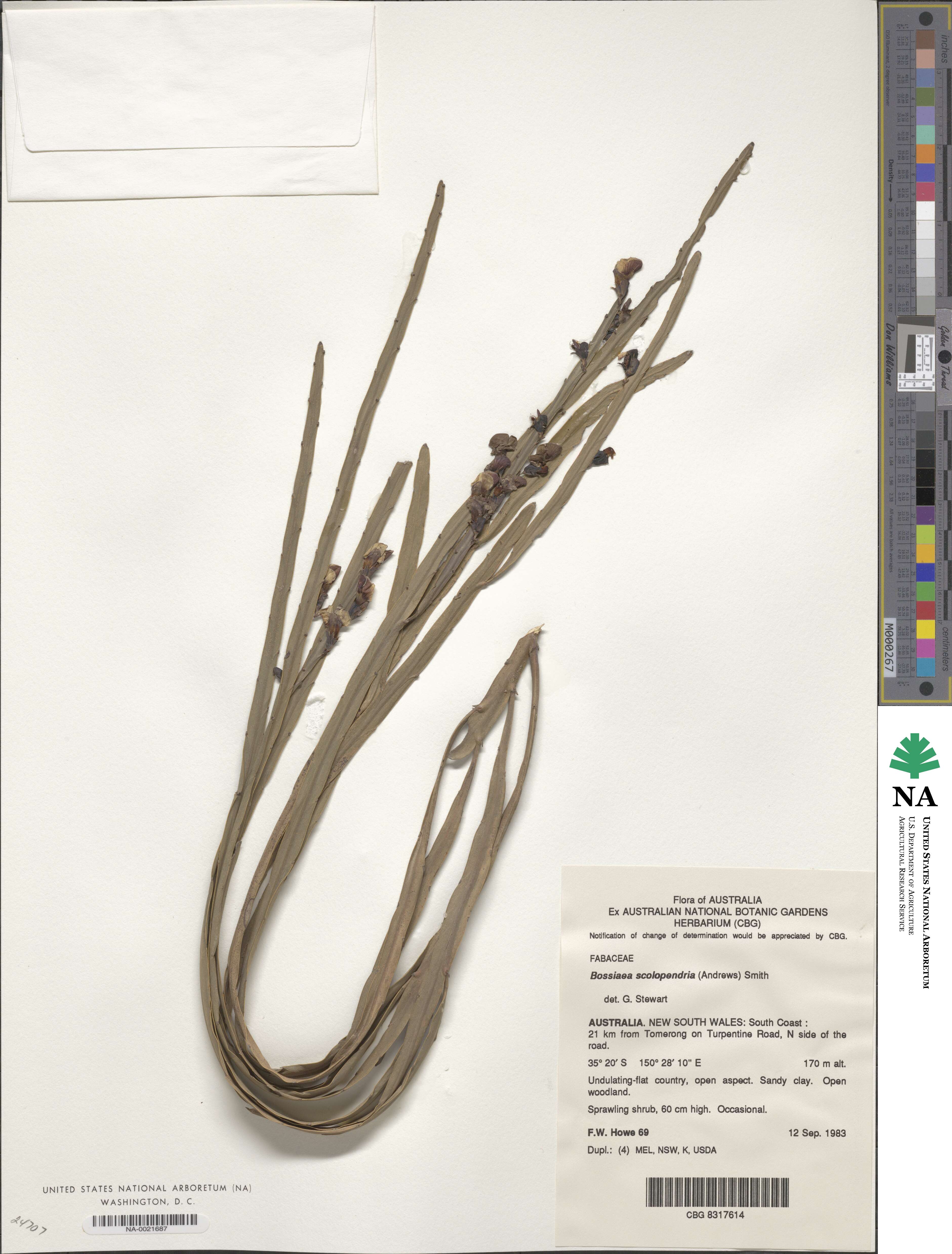 Bossiaea scolopendria image