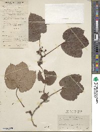 Parthenocissus tricuspidata image