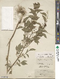 Euonymus maackii image