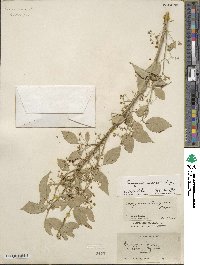 Euonymus maackii image