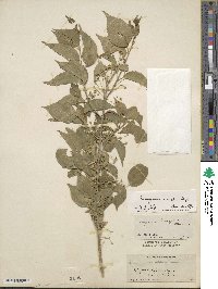 Euonymus maackii image