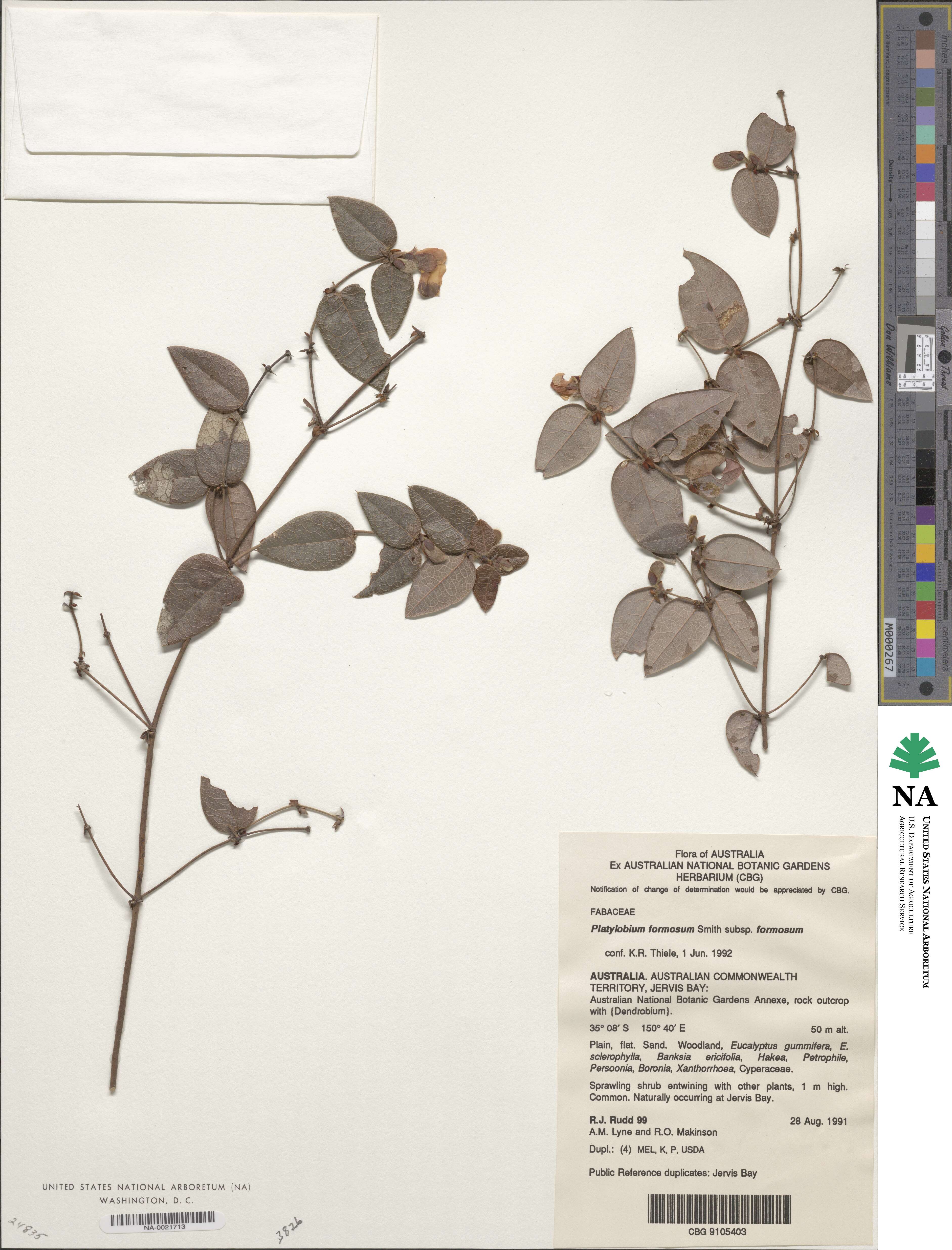 Platylobium formosum image