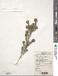 Phyllota phylicoides image