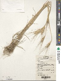 Triticum aestivum image