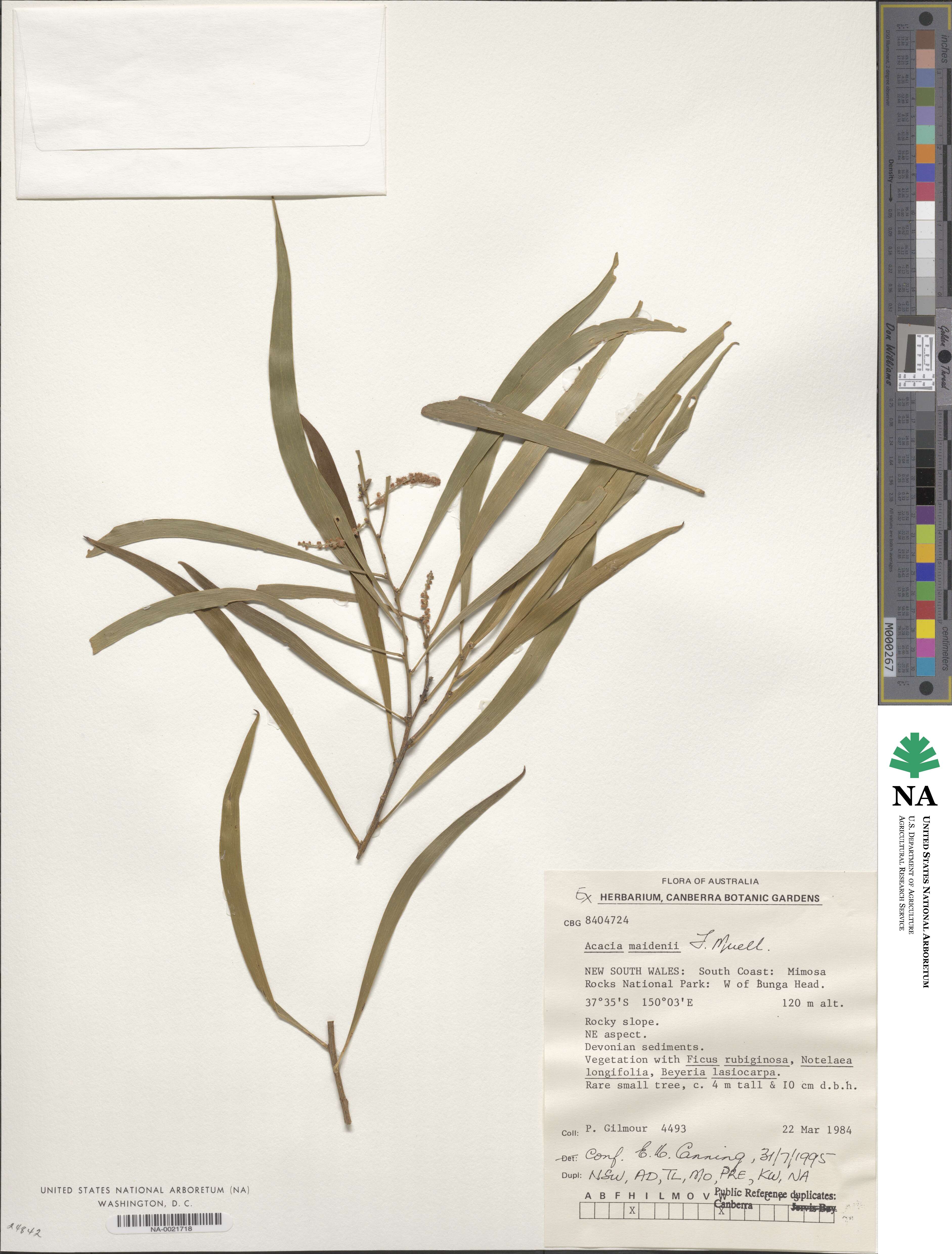 Acacia maidenii image