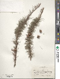 Larix laricina image