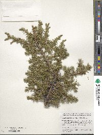 Juniperus communis var. depressa image