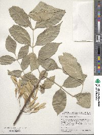 Image of Fraxinus pennsylvanica