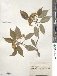 Viburnum lentago image