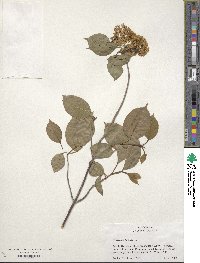 Viburnum lentago image