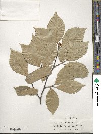 Fagus grandifolia image